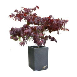 Etills Shepreth Garden Planter