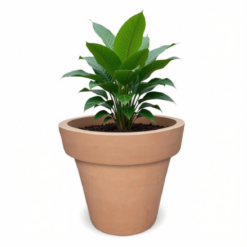 Prestige Kauri Extra Large Round Planter